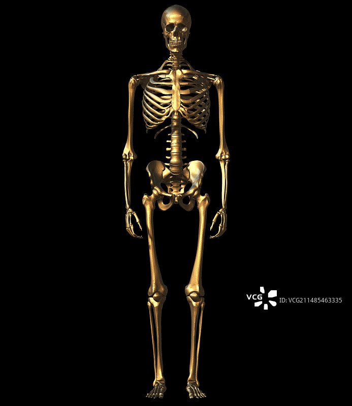 人类骨骼图片素材