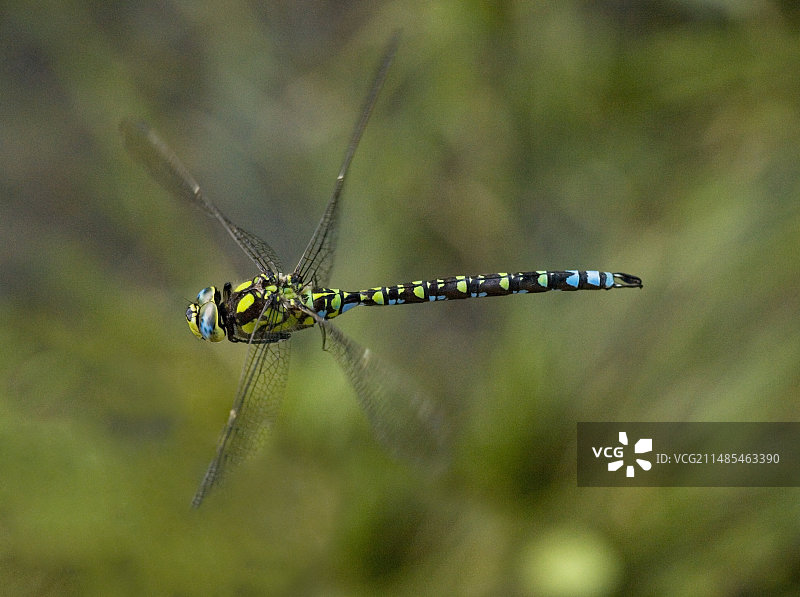 雄性南方报喜鸟蜻蜓图片素材
