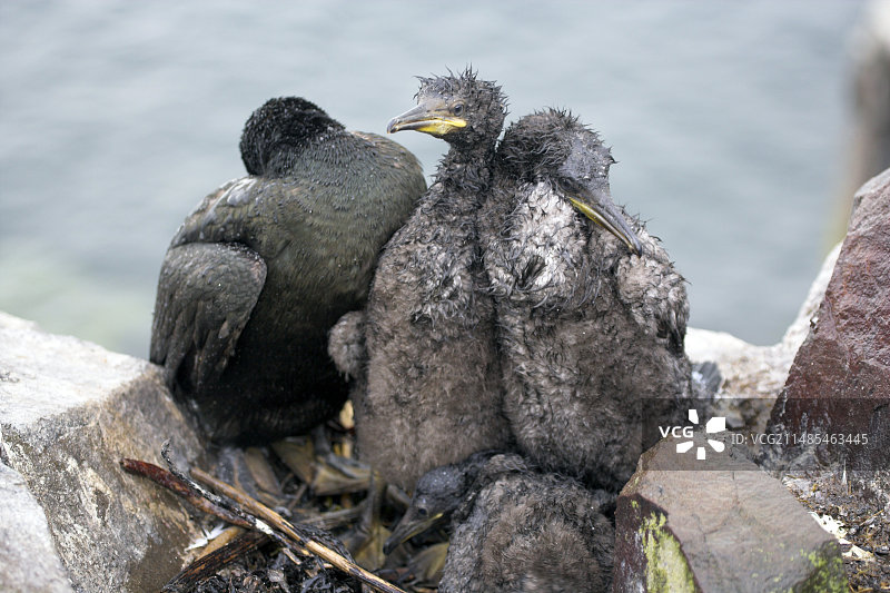 欧洲海鸬鹚一家图片素材