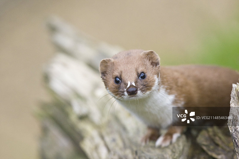 黄鼠狼图片素材