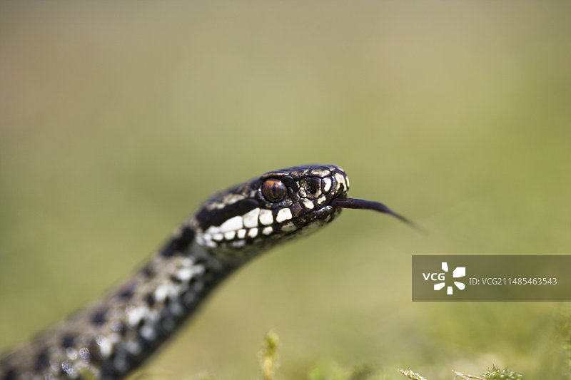 普通欧洲蝰蛇图片素材
