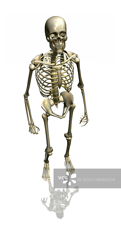 人体骨架、艺术品图片素材