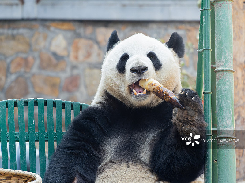 北京动物园 大熊猫萌兰 吃笋 么么儿 西直门三太子图片素材