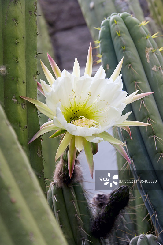 开花的仙人掌图片素材