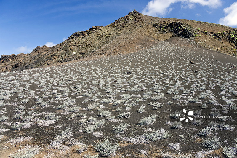 灰色垫状植物图片素材