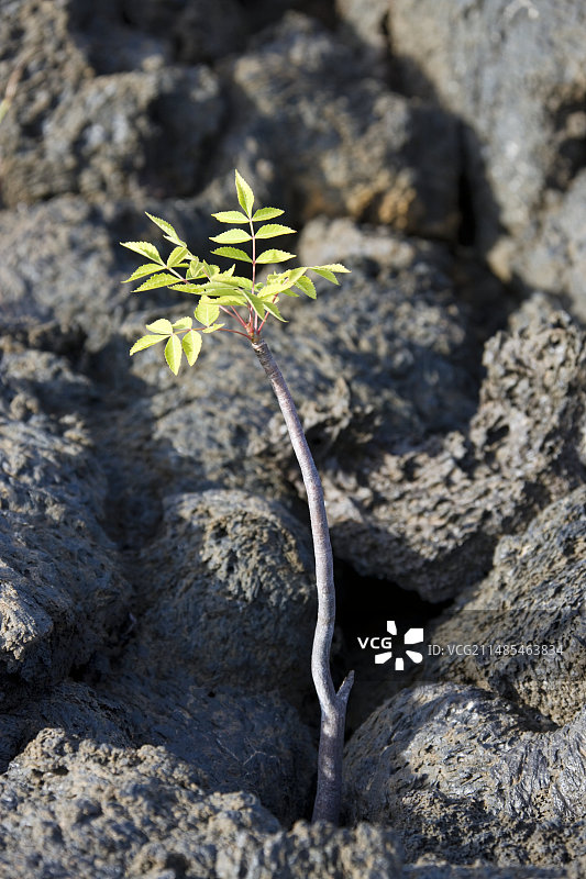 熔岩地里的树苗图片素材