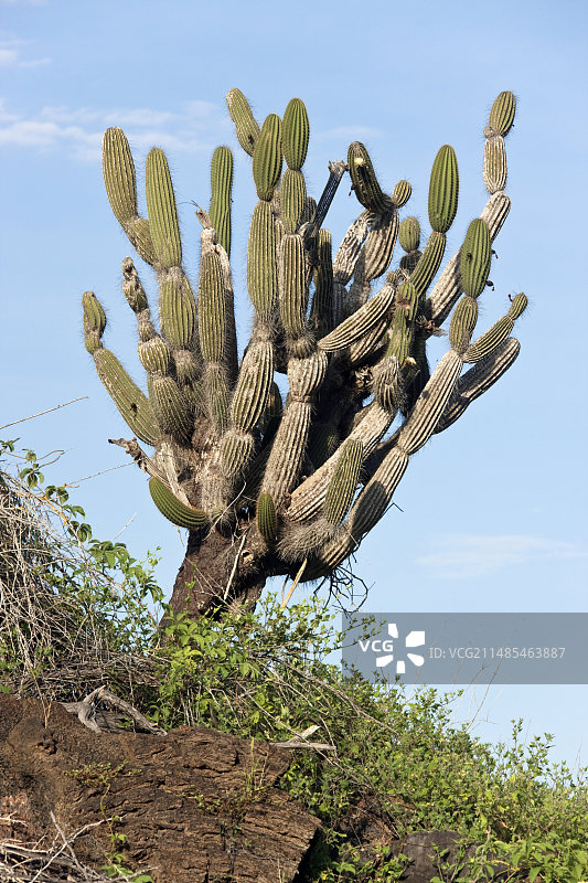大戟属仙人掌图片素材
