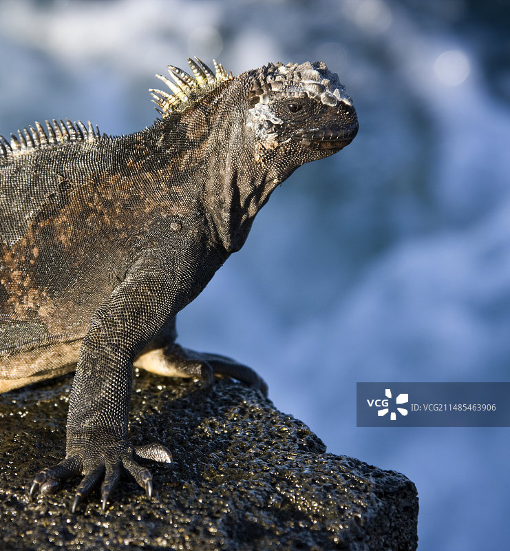 海鬣蜥图片素材