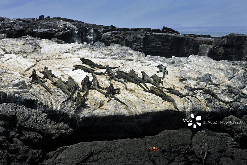 海鬣蜥图片素材