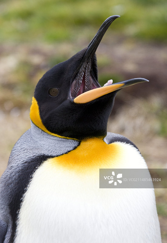 王企鹅图片素材