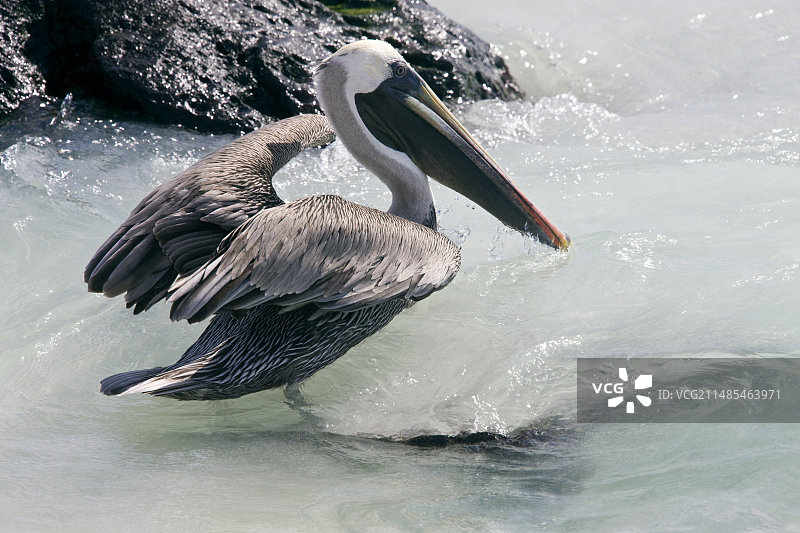 褐鹈鹕图片素材