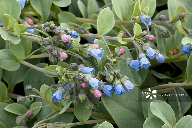 海滨金莲花图片素材