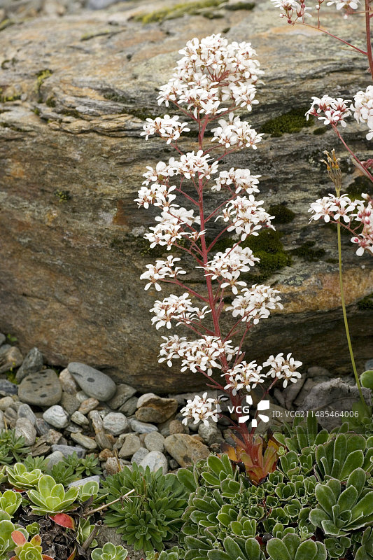 虎耳草图片素材
