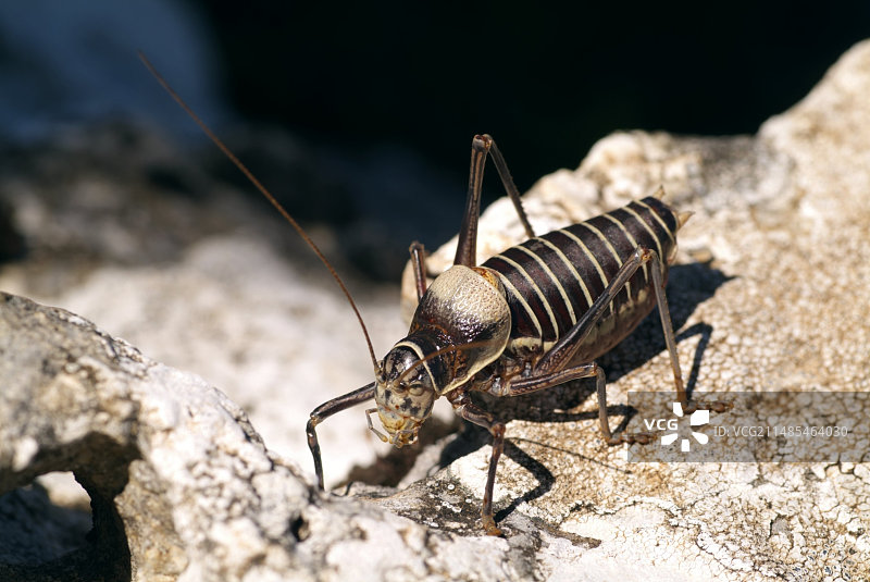 灌木蟋蟀图片素材