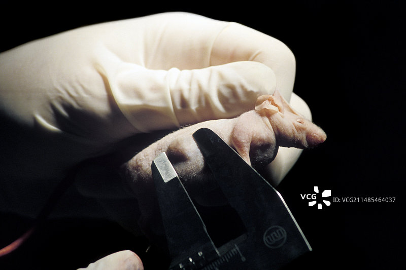 长有肿瘤的突变老鼠图片素材