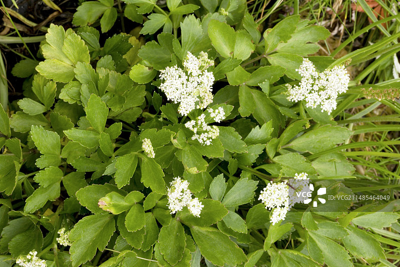 苏格兰海滨当归图片素材