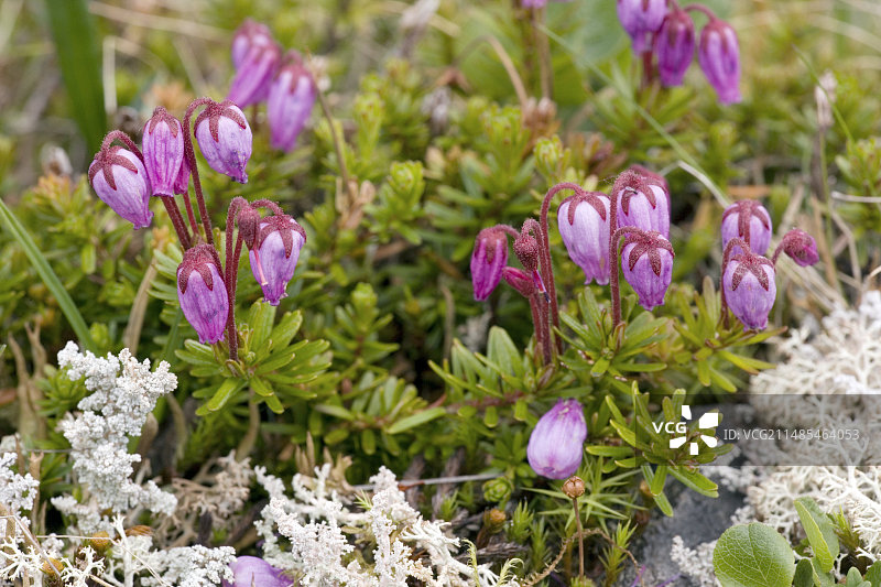 蓝石南花图片素材