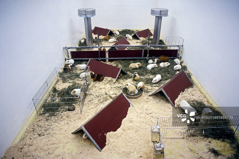 实验豚鼠图片素材