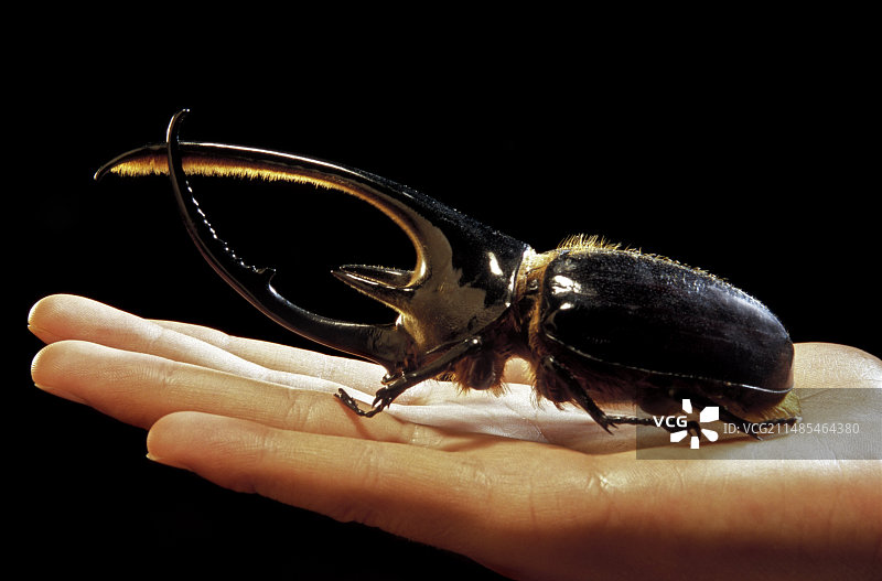 赫拉克勒斯甲虫图片素材