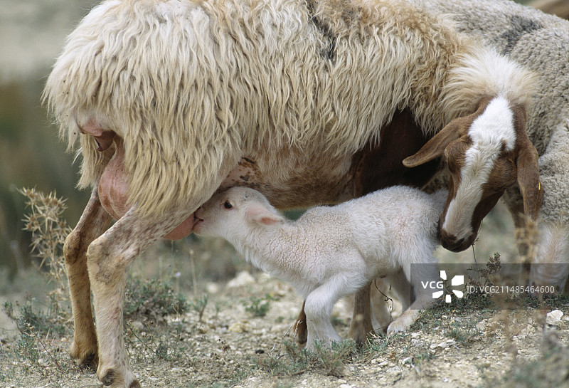 烤乳羊图片素材