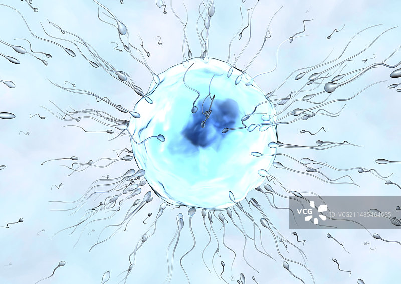 人类受精过程医学插图图片素材