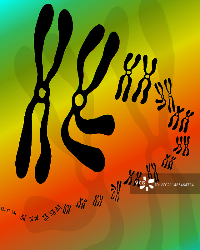 人类染色体图片素材