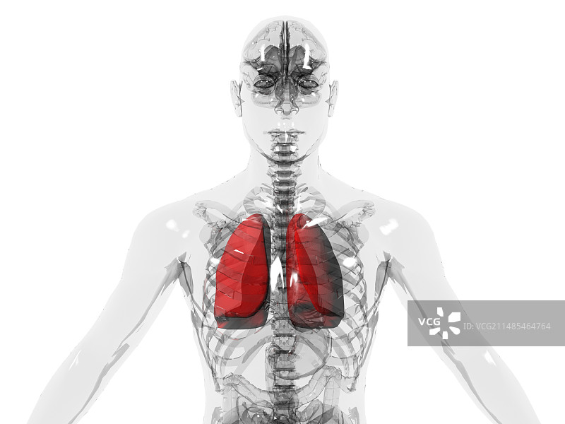 人类肺部图片素材