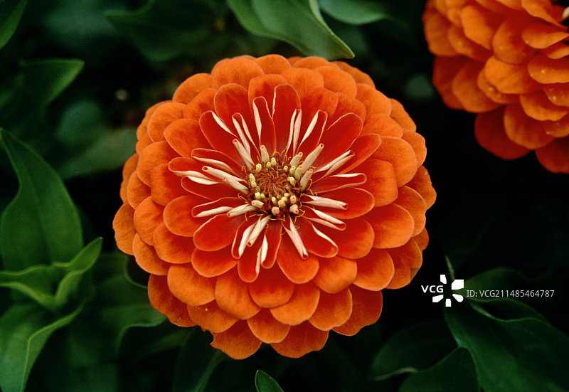 梦境珊瑚百日草图片素材