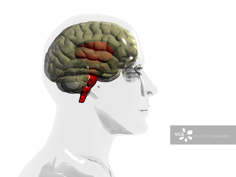 人脑脑干图片素材