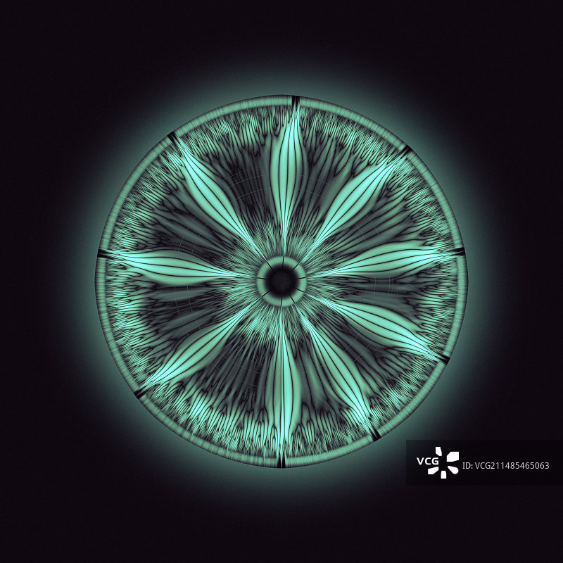 伪虎鲸声音的波形图图片素材