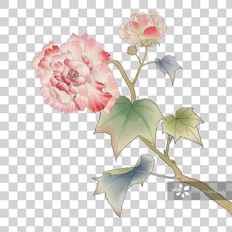 芙蓉花元素图片素材
