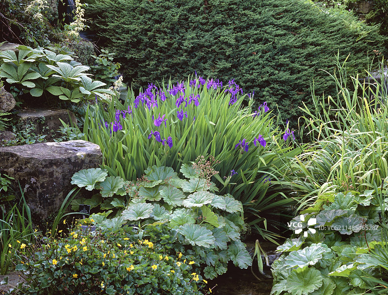 日本花菖蒲图片素材