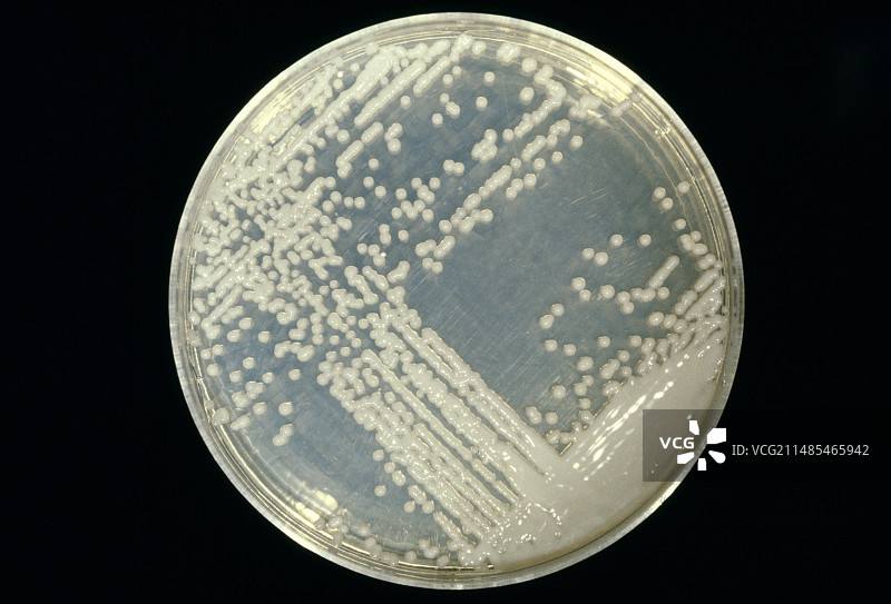 培养的隐球酵母真菌图片素材