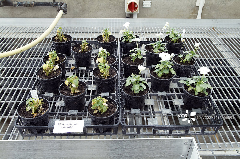 植物研究图片素材