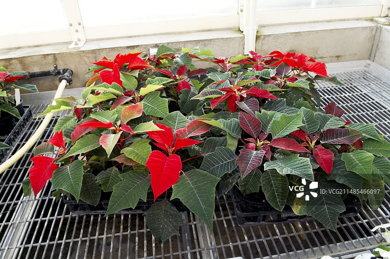 植物研究图片素材