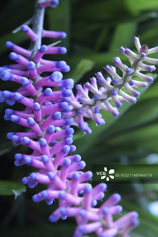 火柴凤梨。图片素材