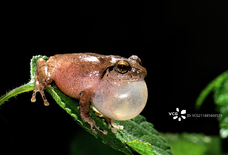鸣叫的雄性灌木蛙图片素材