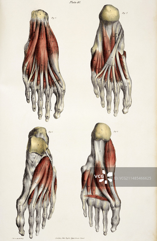 足部肌肉图片素材