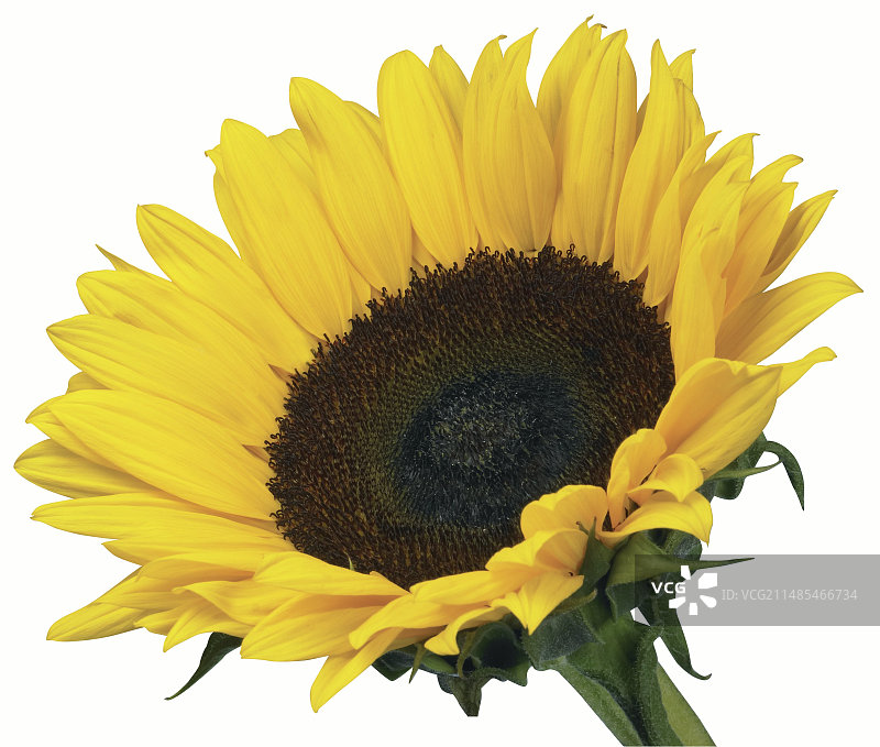 向日葵图片素材