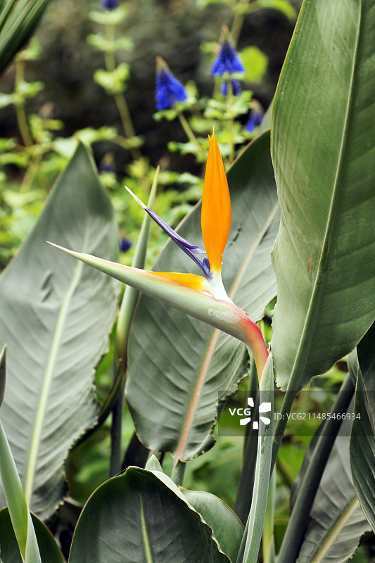 天堂鸟图片素材