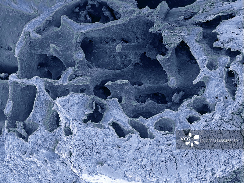 鸟类骨骼化石扫描电镜图图片素材