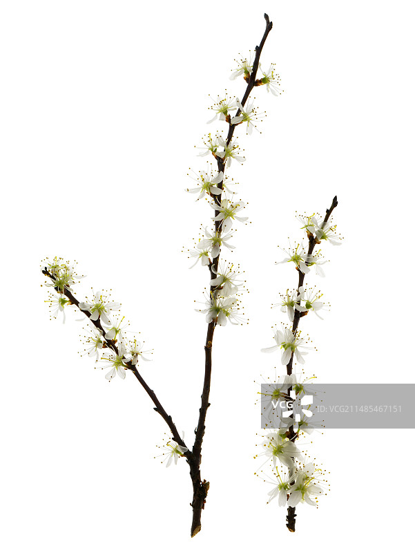 黑刺李花图片素材