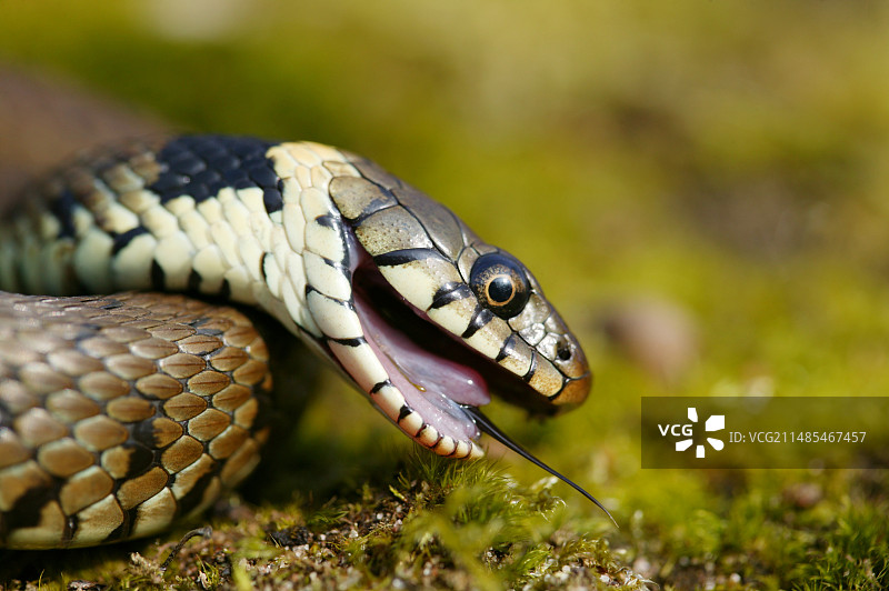 装死的草蛇图片素材