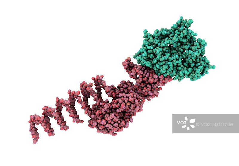 T4噬菌体细胞穿刺装置图片素材