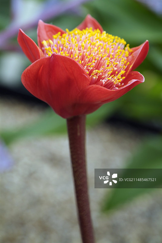 血百合图片素材