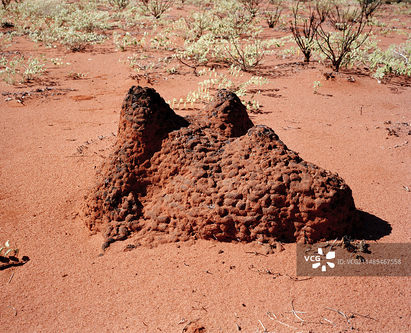 白蚁丘图片素材