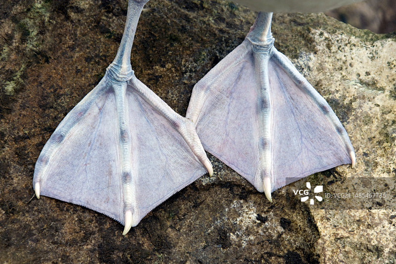 黑眉信天翁的脚图片素材