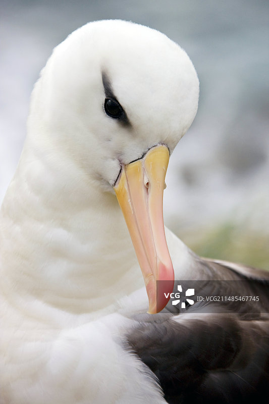 黑眉信天翁图片素材