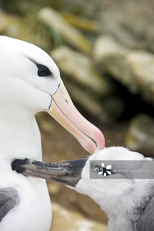 黑眉信天翁图片素材