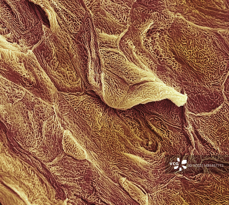 皮肤表面扫描电镜图图片素材